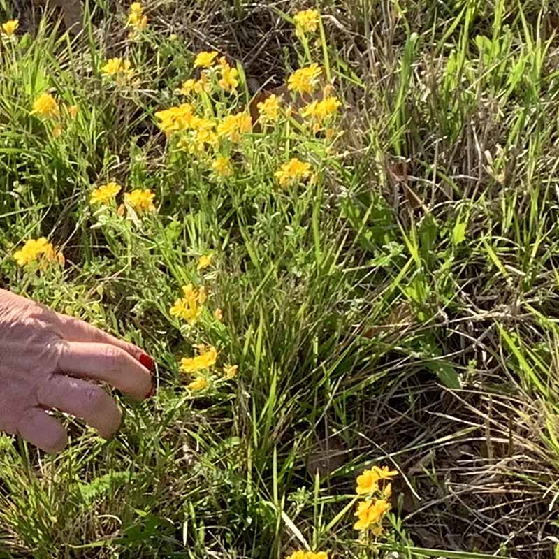 flowers7